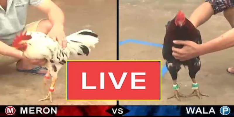 Kinh nghiệm soi kèo đá gà mạng hiệu quả